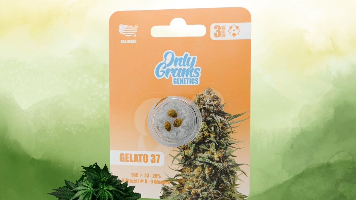 How Gelato THC Seeds Deliver Potency, Flavor, and Reliable Yields